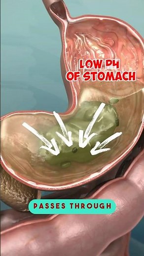 Small Intestine - Structure and Function in Digestion | Easy Explanation"💫🔥