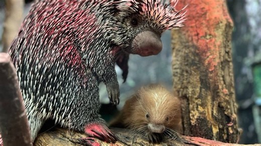 Smithsonian National Zoo welcomes adorable new baby porcupine