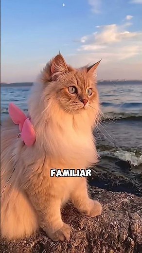 Male Cat vs Female Cat: Which Is Better?