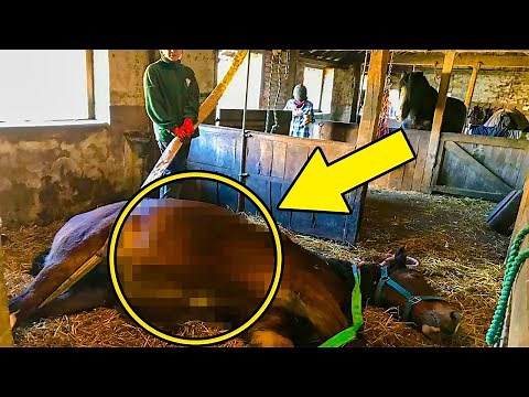 Dying Horse Collapses And Is Minutes Away From Being Put Down – Then A Miracle Happens