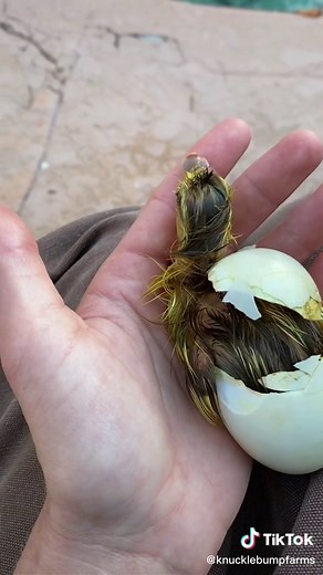 Watch a Baby Duck Hatch! 🐣 Cute and Heartwarming Video