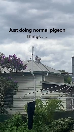Whirly birds are good for birds whirling and that’s about it 🤣🤣 make the switch to WhirlyPro! | WhirlyPro Australia