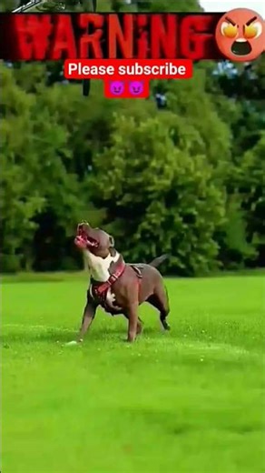पिटबुल लवर और लाइक सब्सक्राइब करें #pitbull #lover #fean #like #comeant #seyar #subscribe #views 1m