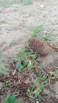 kirpi ama Sonic değil 😁