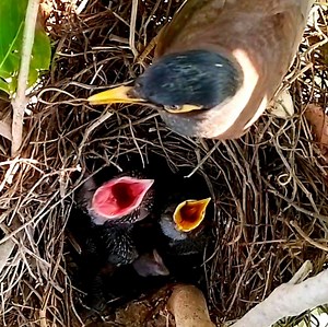 Common myna: The two older birds are on top of the younger bird and are not allowed to eat food. | Review Bird All
