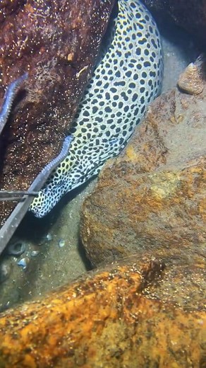 Diving to catch sea animals on the bottom sea episode 905 #diving #crab #catchthesea #seafood #seaside #fish #seangsolofishing #seagirldivingseagirldiving #fblifestyle | SEANG