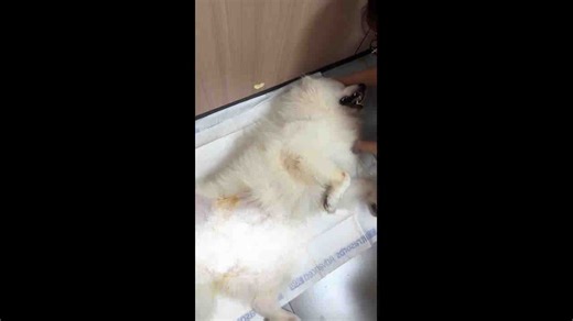 Samoyed dog calmly responds to vet visit in China