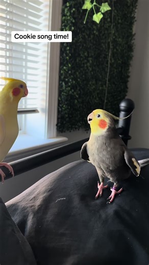 Groot Singing His Favorite Song with Cookie - Celebrating 100k Followers!