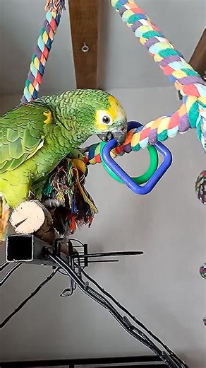 5.4K views · 210 reactions | Have fun playing alone列 #parrot #bird #parrots #animals | Animals Parrot | Facebook