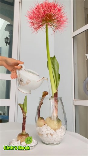Làm mới bàn làm việc cùng Hoa Pháo Hoa / Refresh your workspace with Fireball Lily.