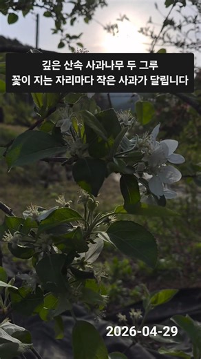 깊은 산속 사과나무 두 그루꽃이 지는 자리마다 작은 사과가 열립니다