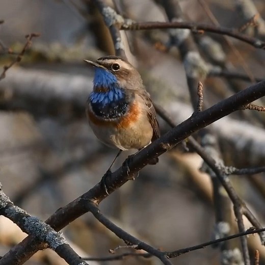 Bluethroat (Luscinia svecica) | BIRDS & Nature