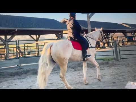 Tennessee Walking Horse - Lesson - Cisco -Gaited Horse Training