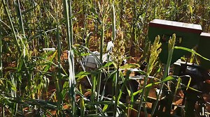 3.6K views · 29 reactions | Engine planter plant Oats as cover crops in Sorghum field Run at 3km an hour. Nice walk speed. Use 5L petrol per ha. | Backsaver farming equipment | Facebook