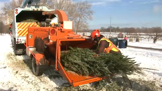 Chicago Christmas tree recycling program begins January 3, runs through January 17