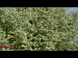 PINSAPO (ABIES PINSAPO)