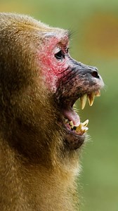 1.6K views · 20 reactions | Shot over two years, "Kingdom of the Stump-tailed Macaques" delves into the daily lives of a troop of 60 stump-tailed macaques who have found sanctuary on a remote mountain peak in southern Thailand. We follow three main family groups as they vie for territory and power.⁣ ⁣ Catch the film tonight at 8 pm BST on Earth Touch TV: https://www.earthtouch.tv | Earth Touch TV | Facebook