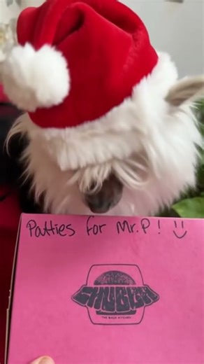 Try Not To Laugh! 😂 Funny Christmas Animal Videos of This Year #funnypet #anmals #cute