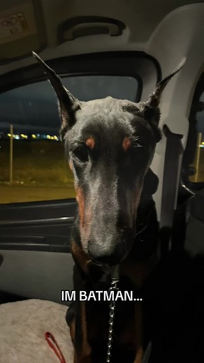 Funny Batman Dog Compilation: Woof Woof Batman