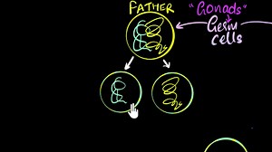 Germ cells, gametes & sexual reproduction