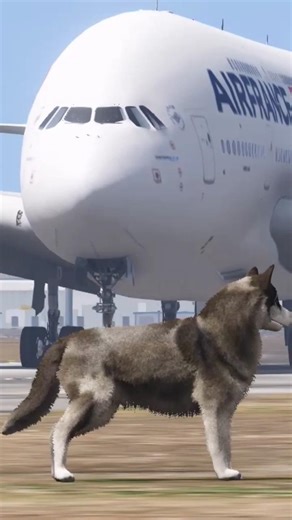 Terrifying Moment: Wolf on Runway A380 Lands