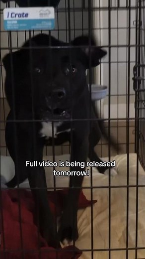 Helping 2 Dogs In The Same Household Get Along..