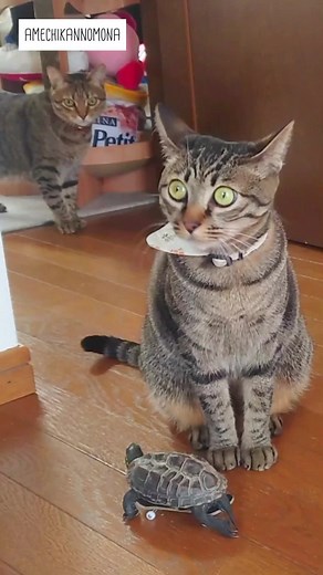 I LOVE PET on TikTok