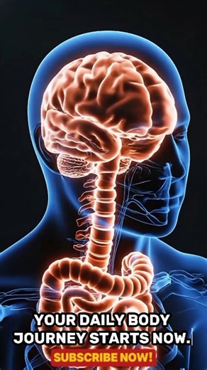 VISUAL SCIENCE: INSIDE THE HUMAN BODY 🤯 #shorts