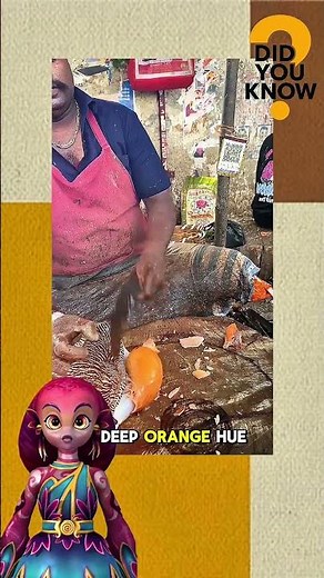 The Largest Sea Snail in the World – Syrinx Aruanus✅ #animalfacts