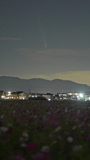 秋桜と紫金山・アトラス彗星の美しい風景