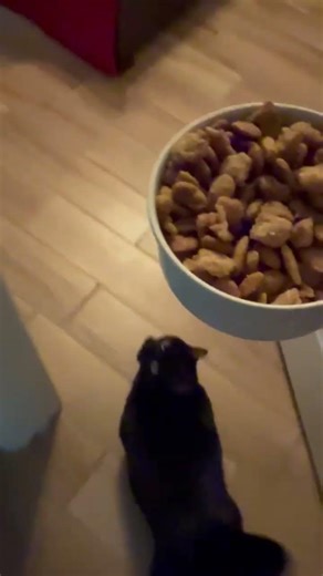 Very hungry kitty cat