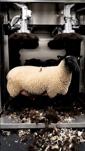 BLACK Sheep Satisfying ASMR Sheared
