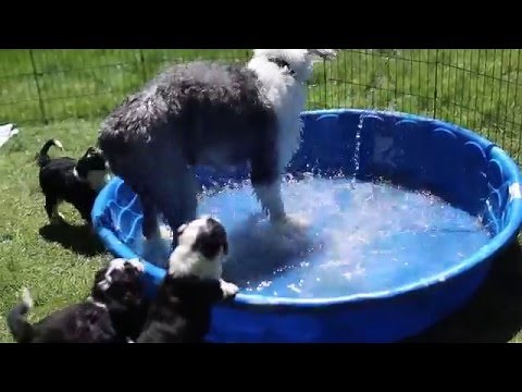 Sheepadoodle puppies playing in the pool!
