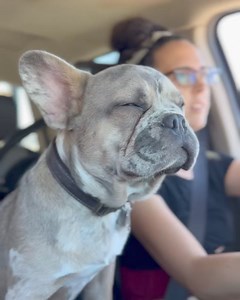 305K views · 10K reactions | We made it to the sale! Bridgette did a great job…BUT it’s time to get home for the big wrestling match at the END!  | Plant Based Gabriel | Facebook