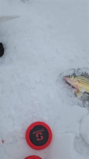 2.7K views · 26 reactions | Perchy perch!! Icefishing fun!! #LGSubscribe #lgsoutdoors #legendsguideservice #foryouシpage #fypageシ #icefishing #icefish #fishing #ice #perch | Legends Guide Service | Facebook
