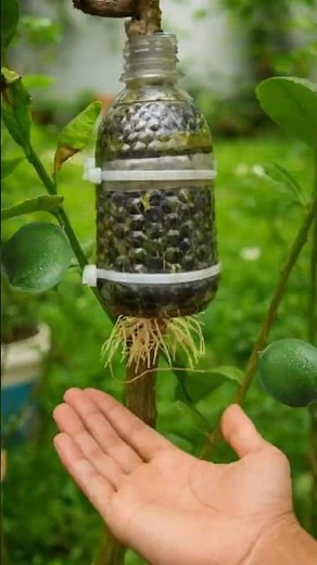 Air Layering Seedless Lemon Trees 🍋 Fast & Highly Effective Method #farminglife #farming