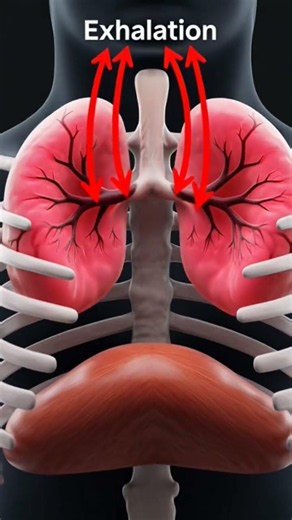 Inhalation and Exhalation
