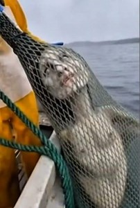 Fisherman Pulls Up Real Half-Human Sea Monster from the Ocean – It Screams in Terror