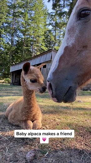 Adorable Baby Alpaca Making Friends