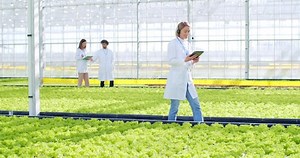 Female farm worker in headset having video call on tablet while walking among greenery plantations. Young woman explaining process of hydroponic farming to potential clients on distance.