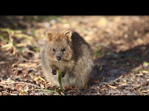 Quokkas of Rottnest Island, WA