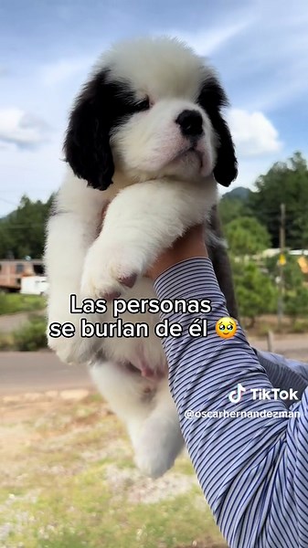 Oscar Hernandez Mangano on TikTok