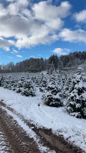 The Ice Farm on Reels