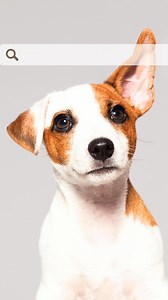 23 reactions · 4 comments | Getting a dog is a 15 year commitment...