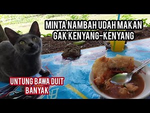 Kucing Jalanan Ini Lapar Banget Minta Makan Bakso..!