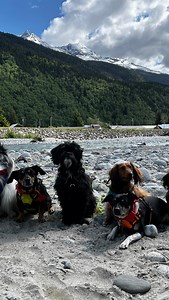 Lee & I walk 3 packs of dogs off leash in SE Alaska on a trail I made. We use a bus to pick up and drop off our crews. Training is required and apart for our program. Must haves are 1. Walk loose leash as a pack 2. Sit/Stay until released on cue 3. Reliable recall I post this type of content daily on my insta & fb stories (but unedited, point-shoot & send). #vlog #dog #dogs #packwalk #offleash #hikingwithdogs #hiking #trails #alaska #dogwalkersofinstagram #dogsofinstagram | Mo Mountain Mutts