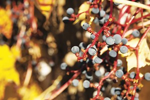 Comment traiter la vigne avec du soufre ?
