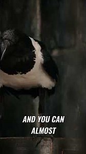 Smart Magpie Solves Puzzle For Food! (Unexpected Genius)