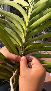 71K views · 1K reactions | Cutting the stem of a vanda orchid for propagation.  Tips for success: • Do propagation during warm weather when the orchid is actively growing. • Provide good air circulation and avoid overwatering at the cut site. • Be patient — it can take months before new roots or keikis grow. #orchids #gardening #semestakoe | Leni March | Facebook