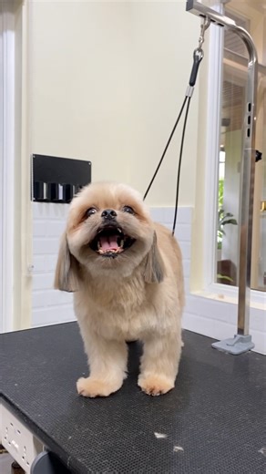 Shih Tzu Haircut: Puppy Cut FURSCLASS PET GROOMING - BACOLOD ⏰ We are Open Daily (9:00 AM - 6:00 PM) 📍Visit us at #58 Rizal Street, Brgy. 26, Bacolod City, Negros Occidental, 6100 Contact Us: ☎️ 435-9454 📱0977 731 2657 📱0969 021 3382 💵 We accept payment thru CASH, GCASH, BANK TRANSFER, DEBIT CARD and CREDIT CARD #fursclassco #fursclasspetgroomingbcd #fursclassbcd | Fursclass Pet Grooming & Supplies Bacolod